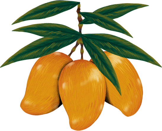 Hand Drawn Tropical Mangoes